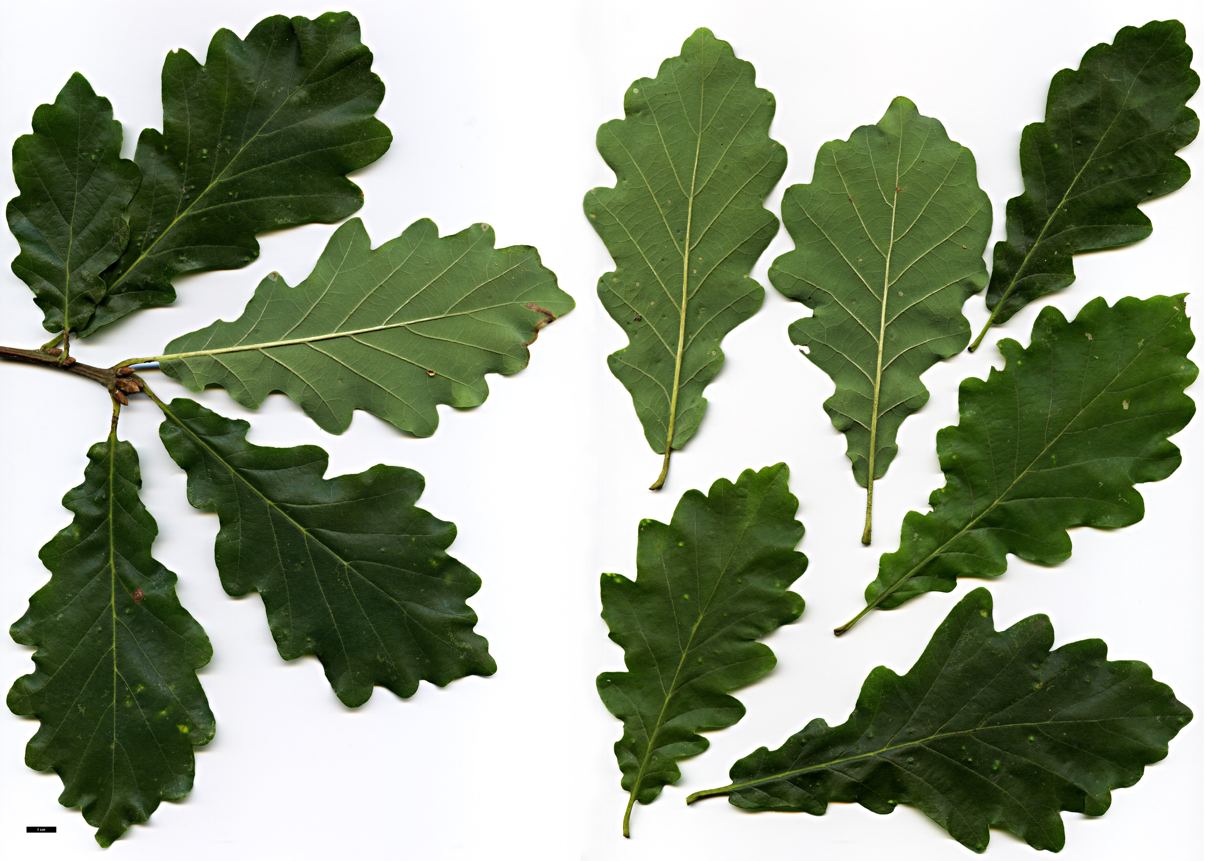 High resolution image: Family: Fagaceae - Genus: Quercus - Taxon: robur × Q. ×vilmoriniana